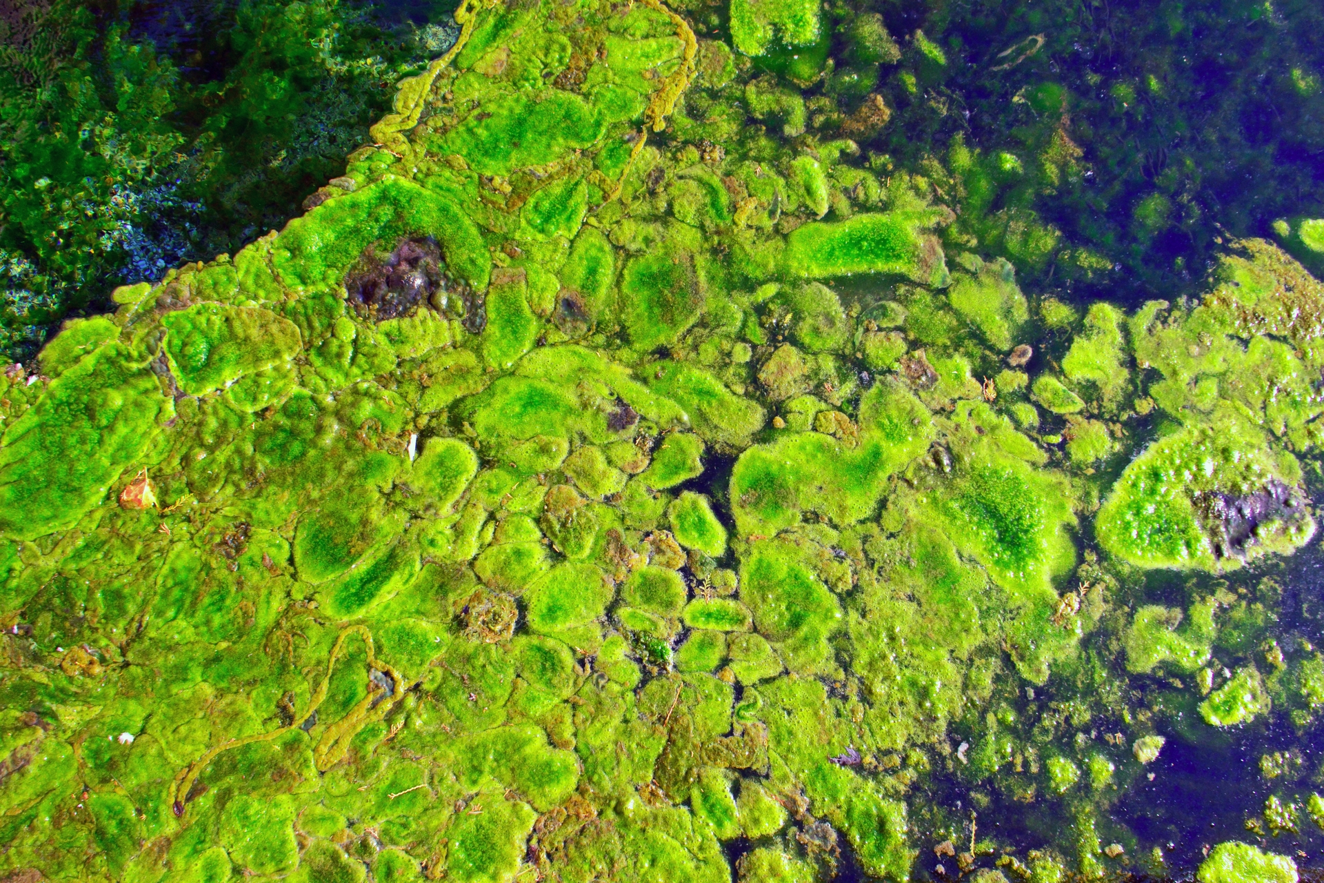 Эдафофильные водоросли. Зелёные водоросли. Водоросли в почве. Подводный мох.