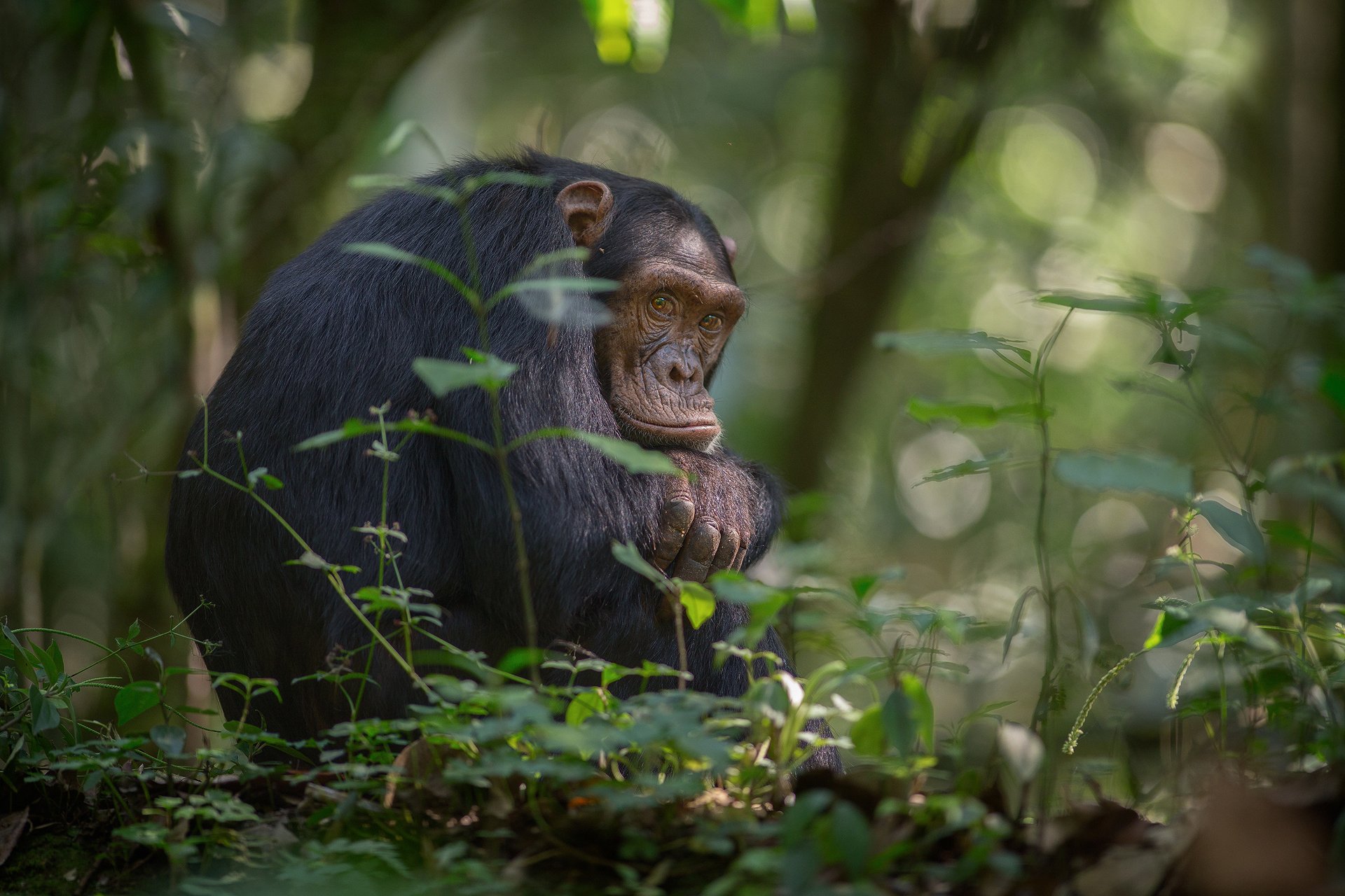 Jungle monkeys. Национальный парк Кибале шимпанзе. Джунгли Африки шимпанзе. Шимпанзе в Африке. Шимпанзе Африка Гилея.